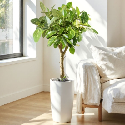 뱅갈고무나무 B