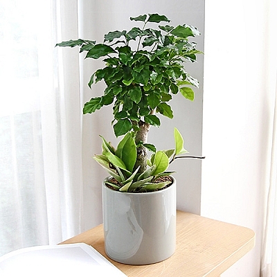 행복나무(부귀수) S