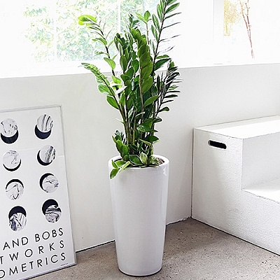 금전수(돈나무) D