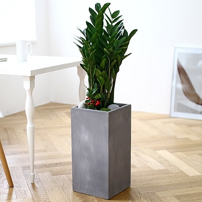 금전수(돈나무) C