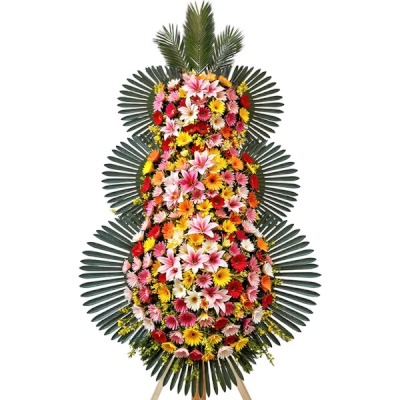 축하 3단 A 플러스