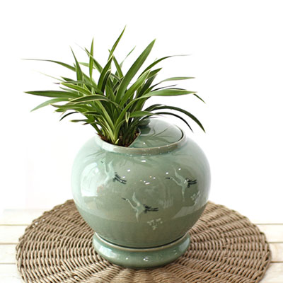 대국 청자 중(中)