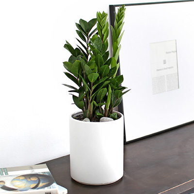 금전수(돈나무)_테이블용 F