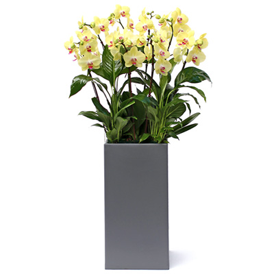 옐로우 호접란 C