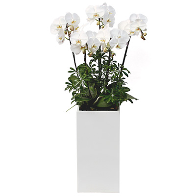 화이트 호접란 G