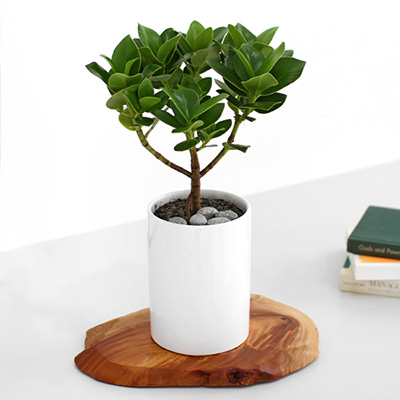 크루시아_테이블용 C