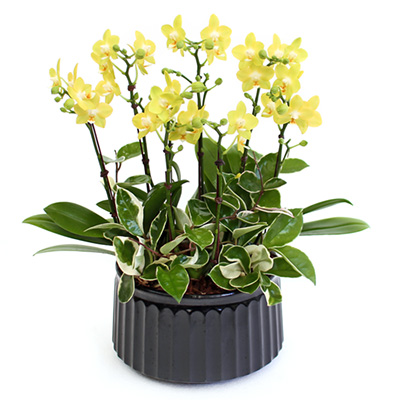 옐로우 미니호접 D