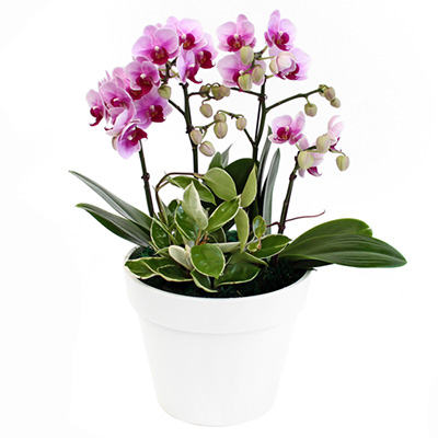 핑크 미니호접 B