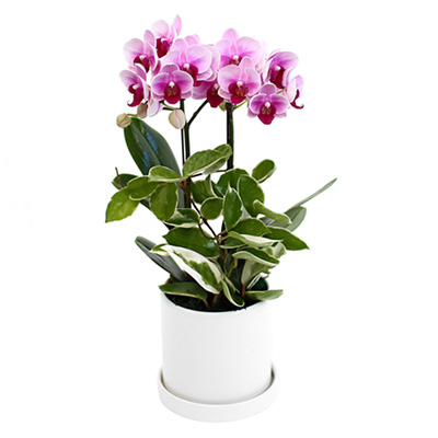 핑크 미니호접 A