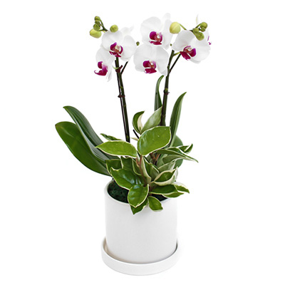 화이트 미니호접 C