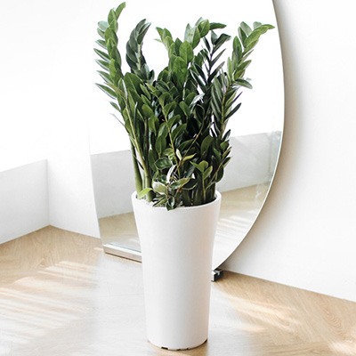 금전수(돈나무) G