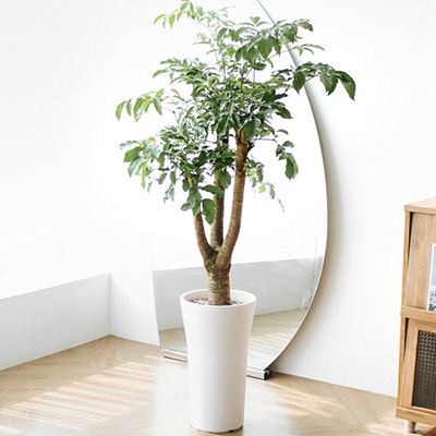 행복나무(부귀수) D